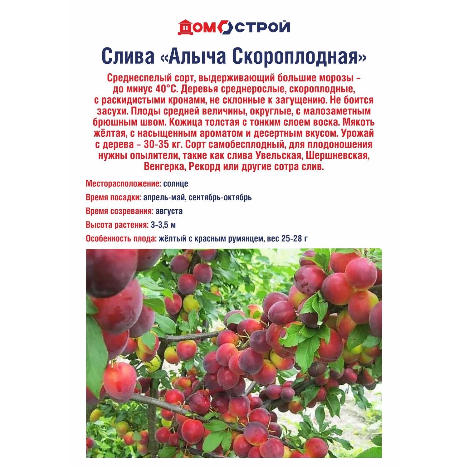 Слива Алыча Скороплодная