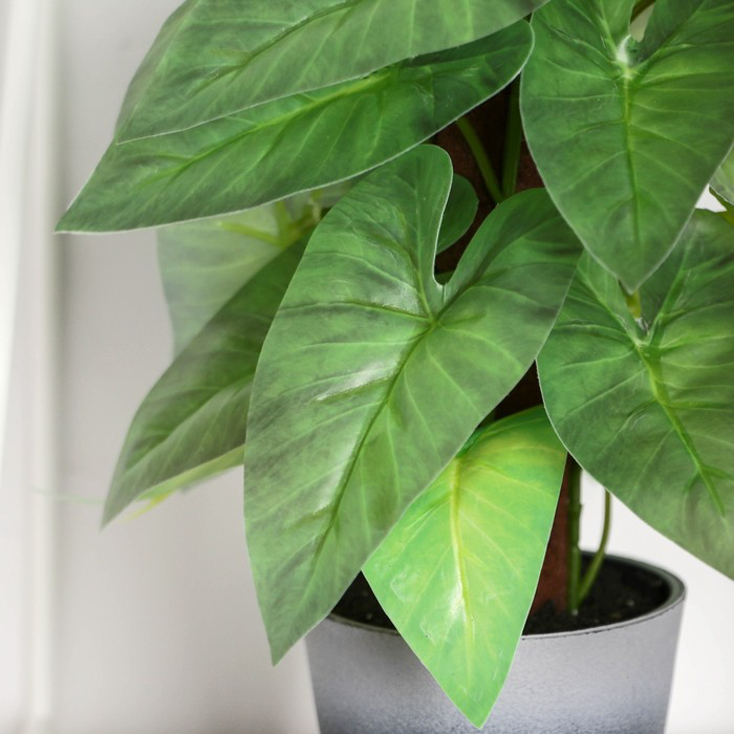 Бонсай в горшке "Антуриум декоративный" 7х23 см   10084568