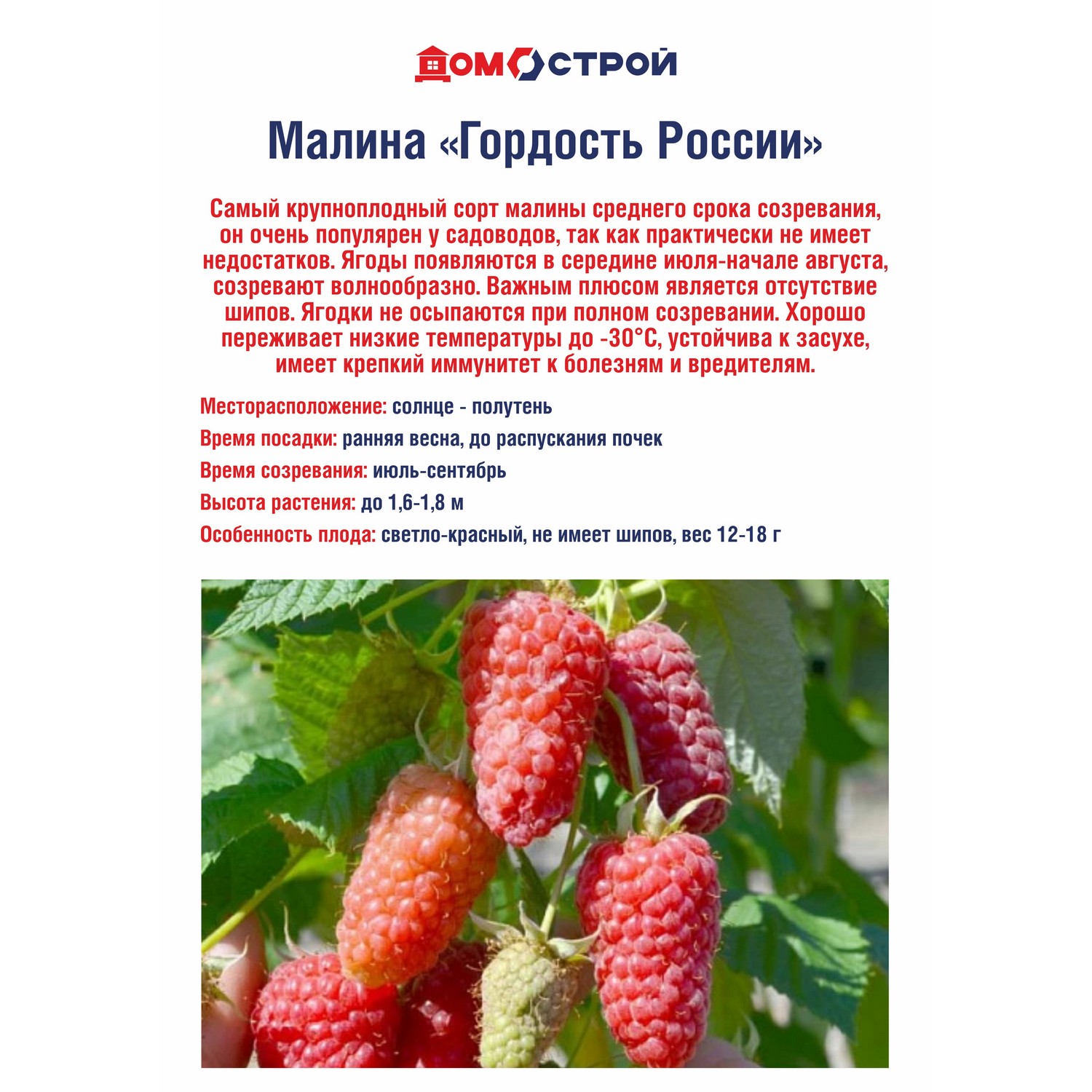 Малина Гордость России