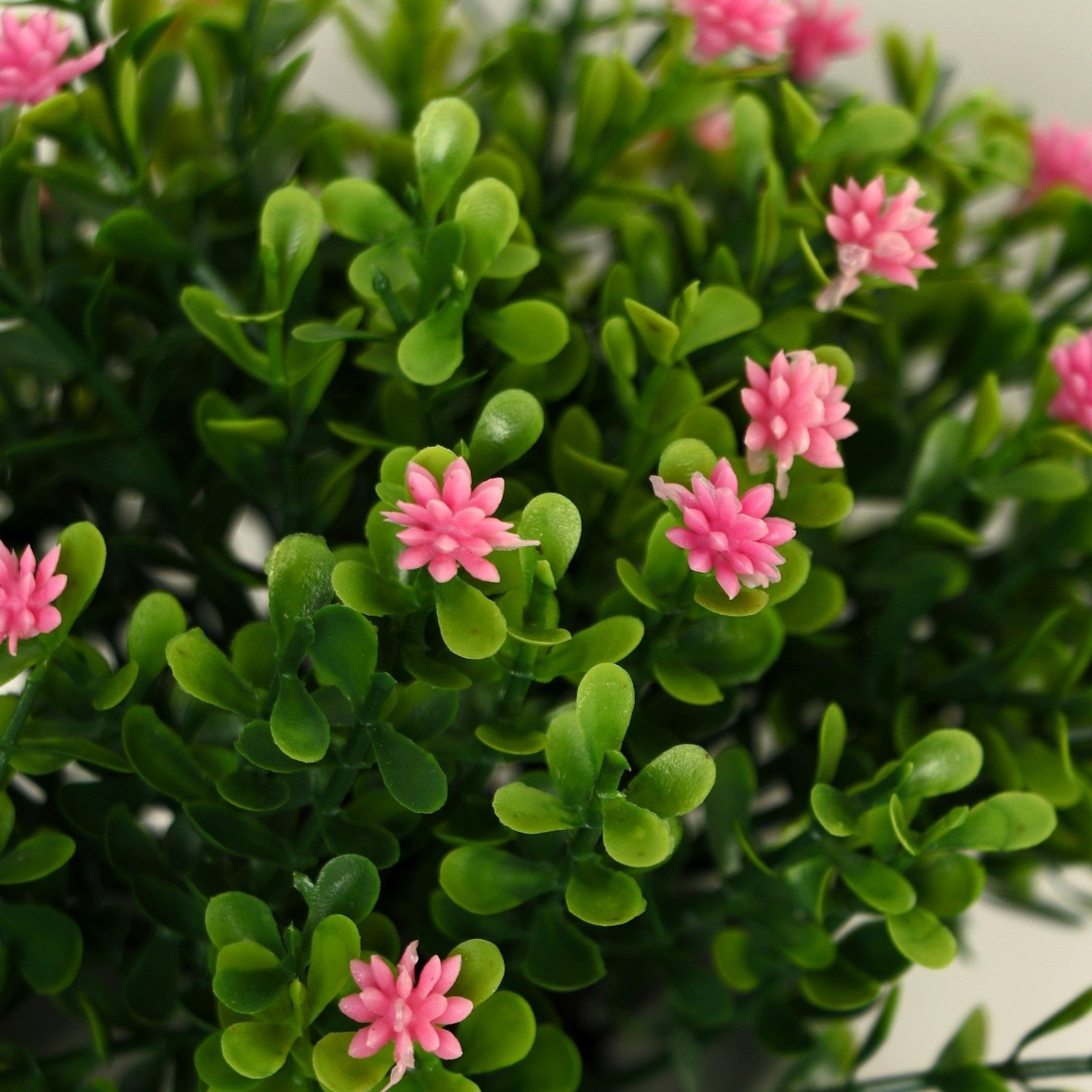 Бонсай в горшке "Цветочная симфония" 8х17 см, микс   9750528