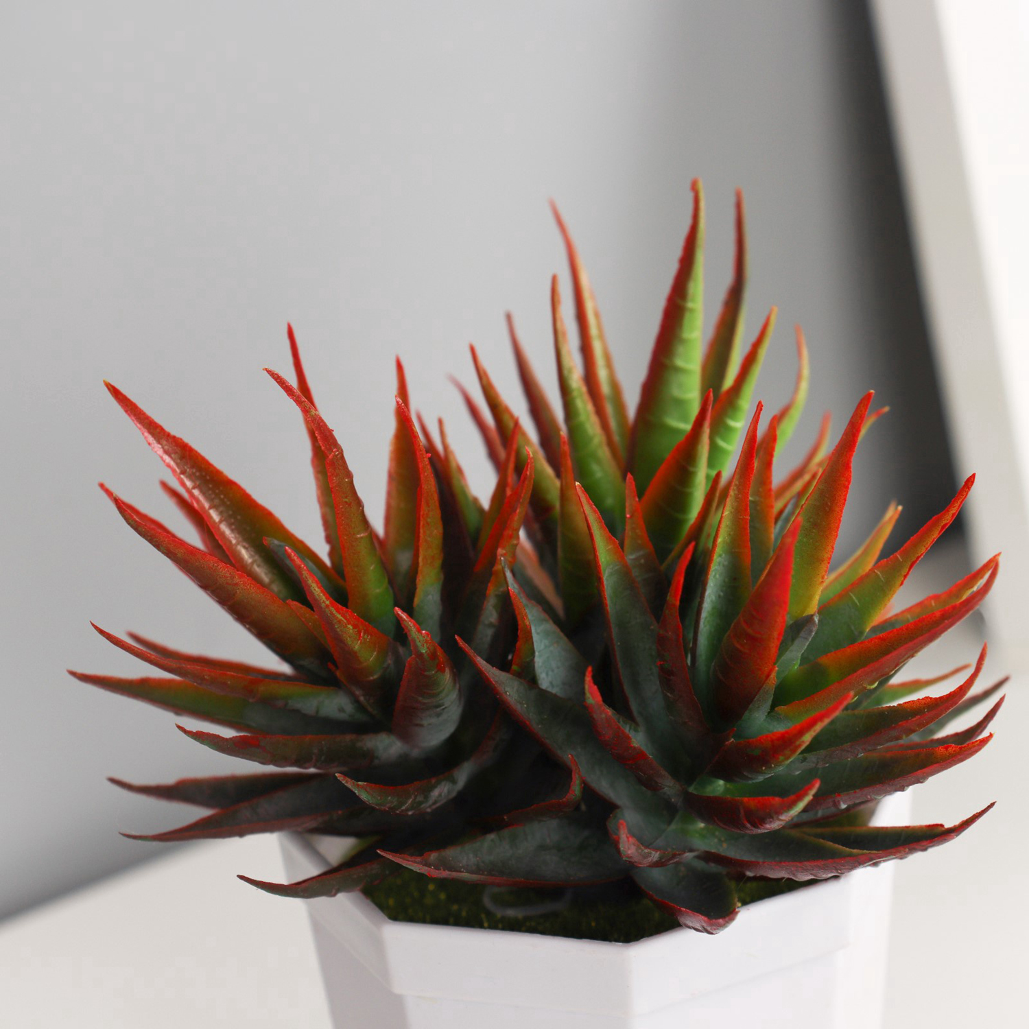 Бонсай в горшке "Осока комнатная элегант" 7х11 см, микс   10325092