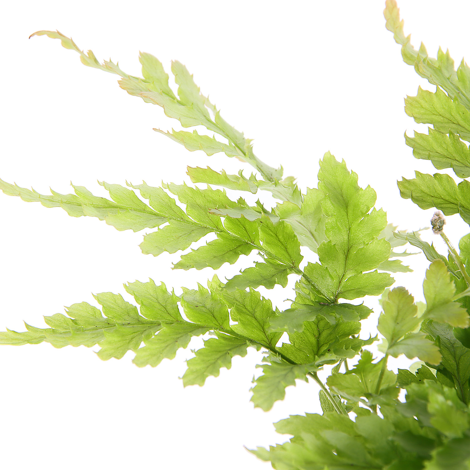 Папоротник микс D9 Н15*1/20