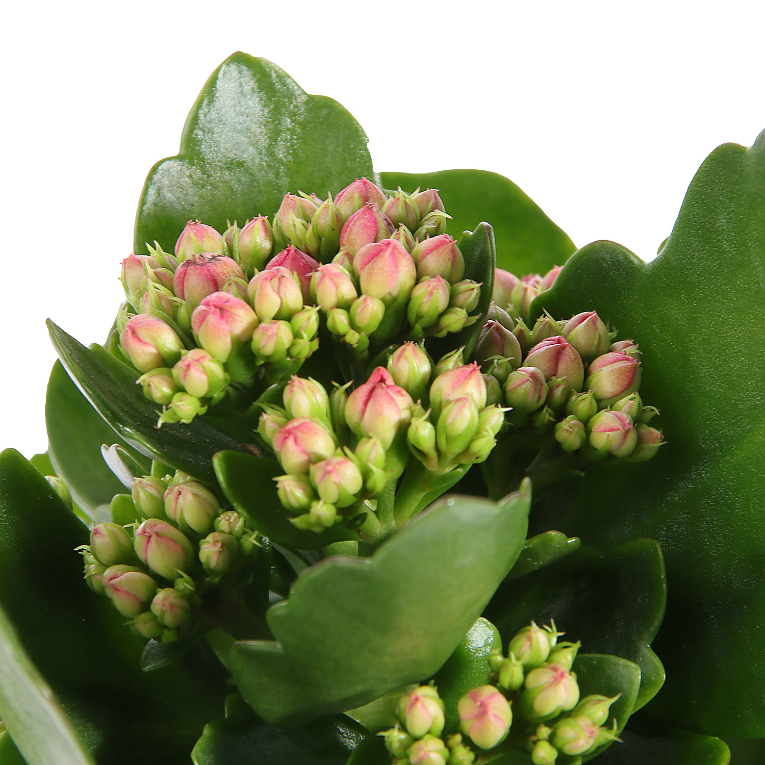 Каланхое микс D7 H15 *1/16