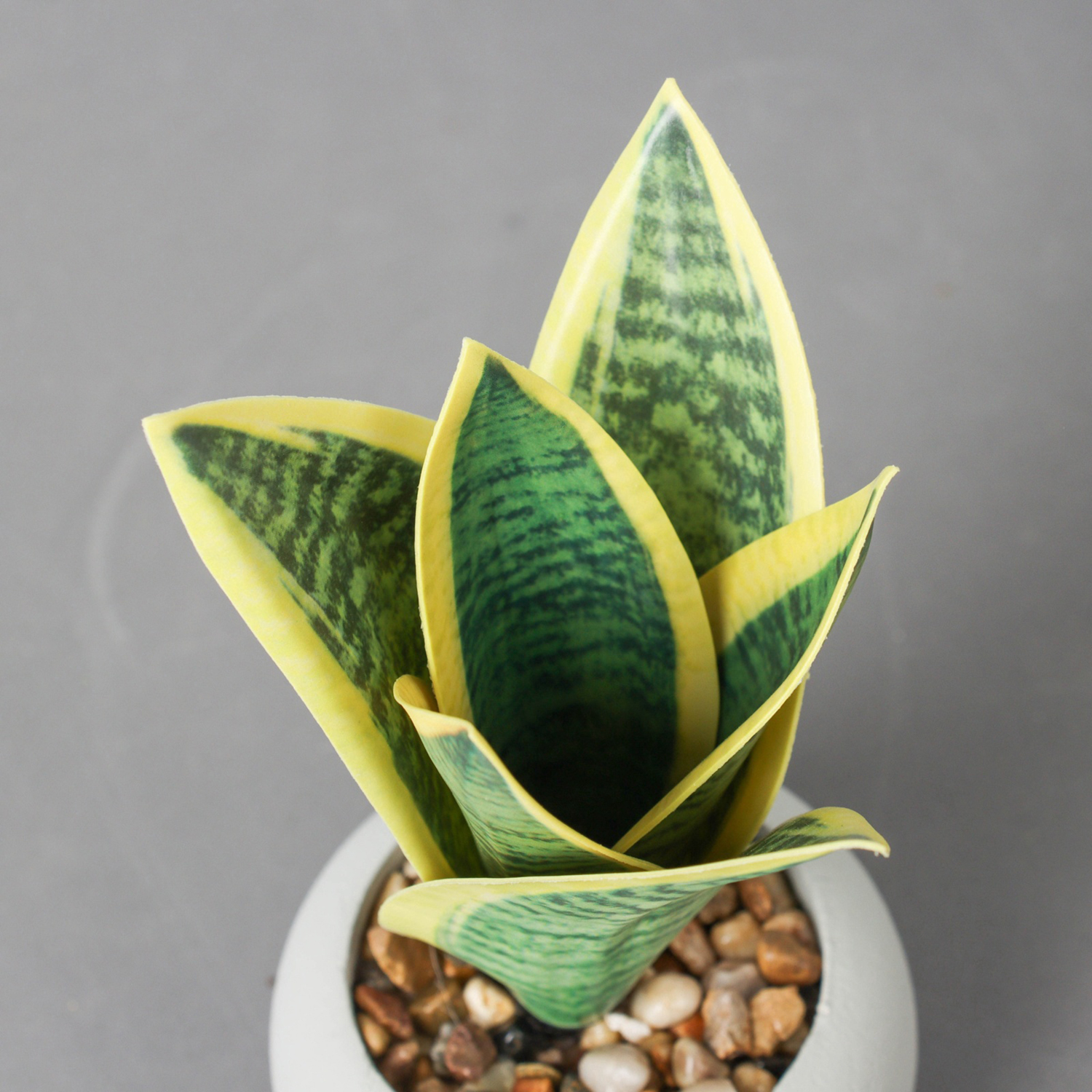 Бонсай в горшке "Сансевиерия ханни" 17х8,5 см, микс  10697908