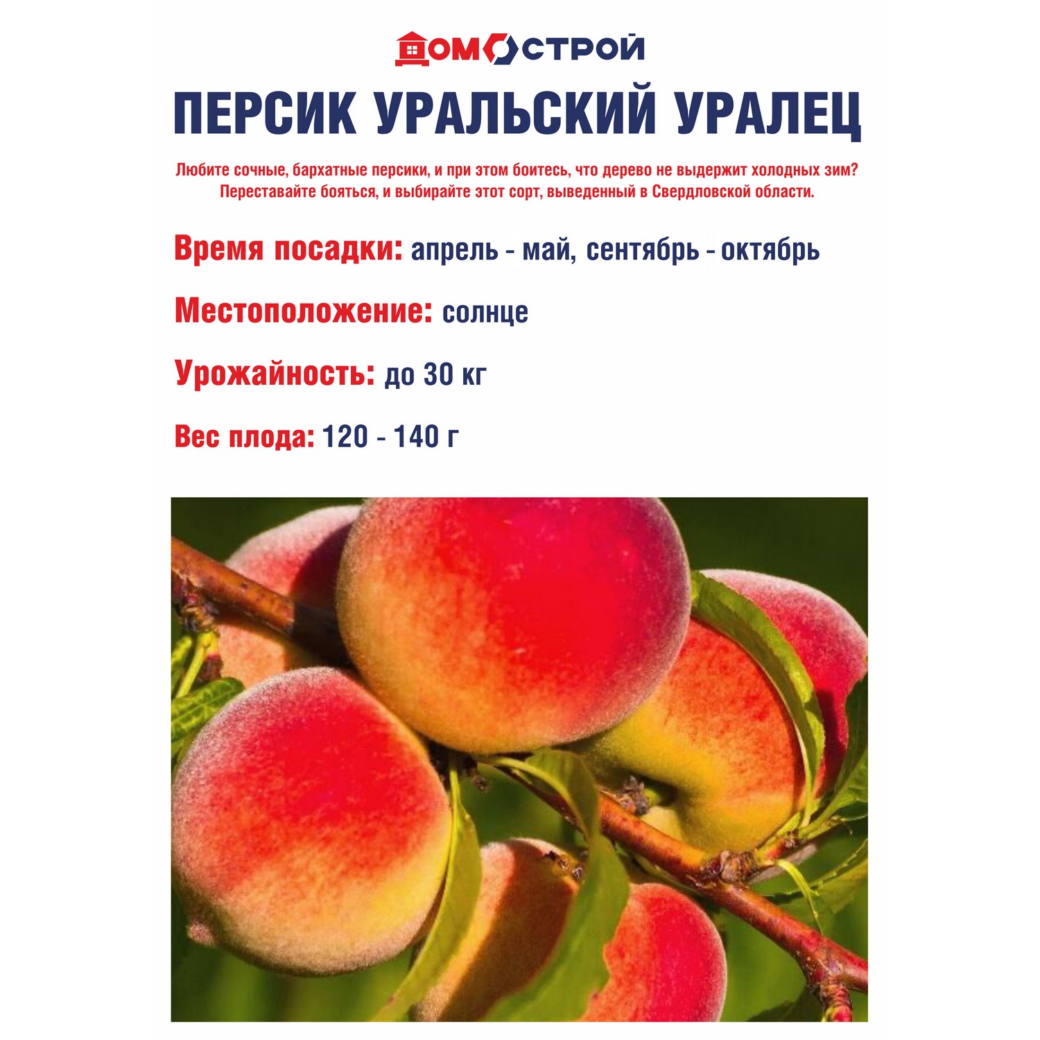 Персик Уральский Уралец Саженец 2 года Высота саженца  90-110см