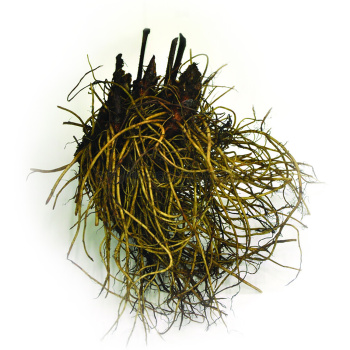 Астильба Арендса Феэр/К