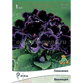 Глоксиния Виолацея 5-6/К 1шт