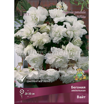Бегония Ампельная Вайт 5-6/К 1шт