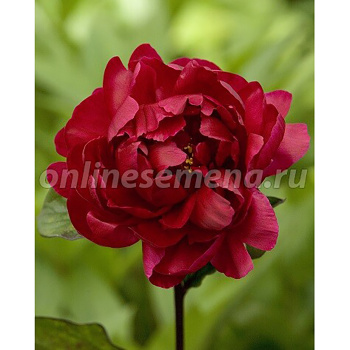 Пион молочноцветковый Мадам Годишо 2-3/Кор